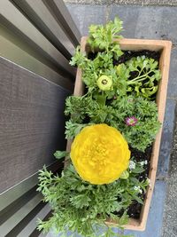 High angle view of potted plant on table