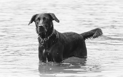 Portrait of dog in lake