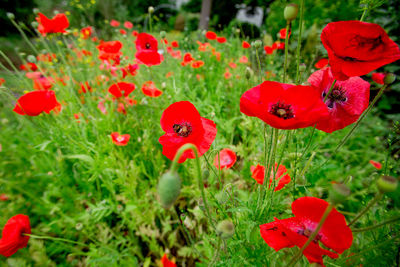 Close-up of red poppy flowers on field