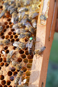 Buckfast queen bee marked green dot 2019 in bee hive with carnica mixed lineages honeybee daughters