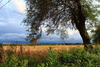 Scenic view of field against cloudy sky