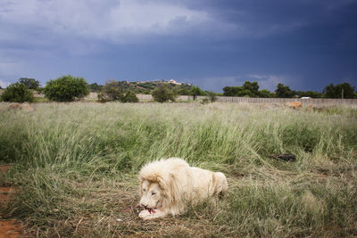 White lion eating prey on grassy field against sky