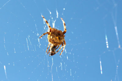 Close-up of spider on web