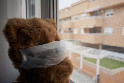 Teddy bear with face mask looking out the window quarantined covid-19