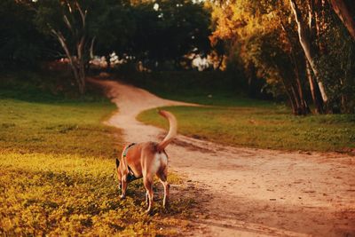 Dog running on field