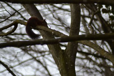 Low angle view of bird perching on tree