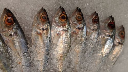 Close-up of fish for sale in market