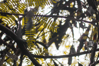 Low angle view of leaves on tree during sunny day