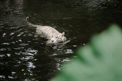 High angle view of turtle swimming in lake