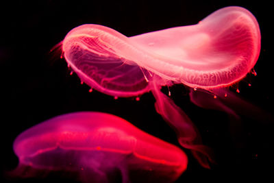 Close-up of jellyfish swimming in aquarium