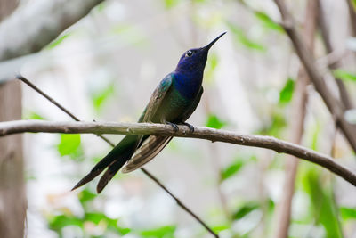 Close-up of bird perching on tree