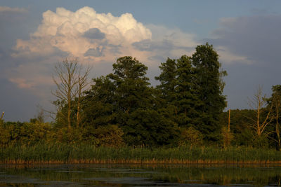 Trees by lake against sky