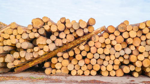 Stack of logs in forest