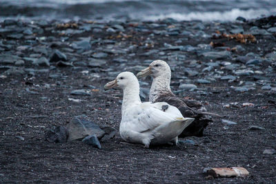 View of birds on the beach