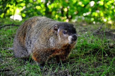 Animal grazing on grassy field