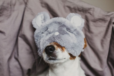 Close-up of dog on bed