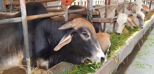 High angle view of cow in shed