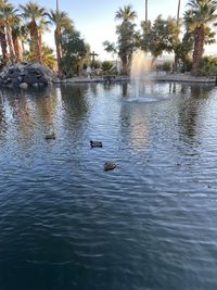 Ducks swimming in lake