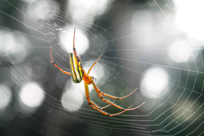 Close-up of spider on web