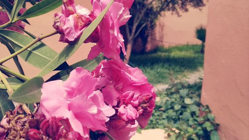 Close-up of pink flowering plant