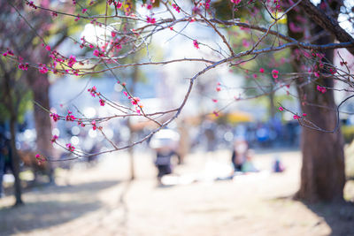 Close-up of cherry blossom tree in park