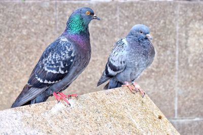 Close-up of bird perching outdoors