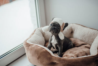 Portrait of dog sitting on sofa at home