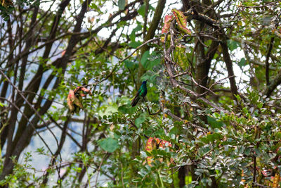 Low angle view of bird perching on tree