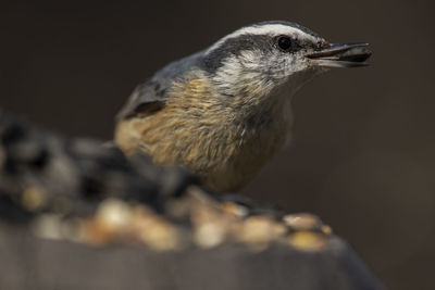 A red-breasted nuthatch at feeding time. sitta canadensis