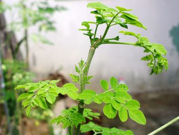 Close-up of small plant