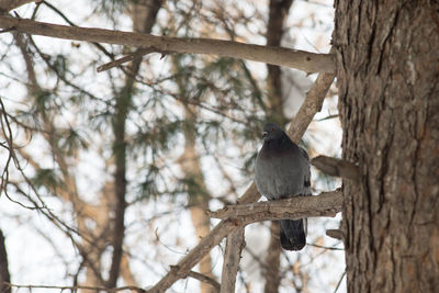 Low angle view of bird perching on tree