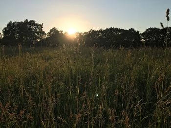 Scenic view of field against sky at sunset