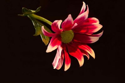 Close-up of red flower over black background