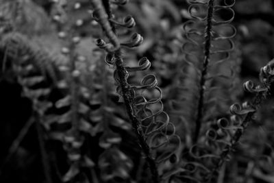 Close-up of hanging outdoors