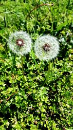 Flowers growing outdoors