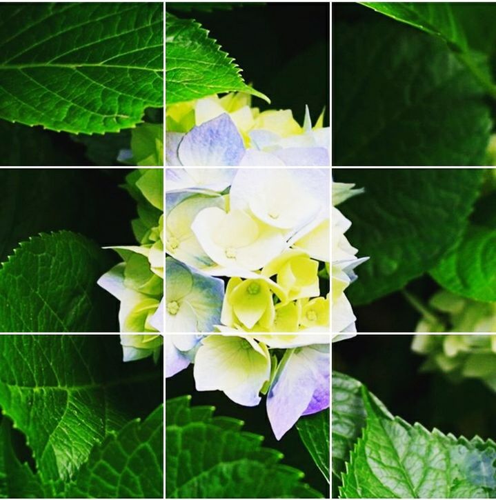 leaf, growth, green color, fragility, freshness, flower, petal, close-up, plant, beauty in nature, nature, leaf vein, flower head, focus on foreground, green, day, outdoors, no people, blooming, stem