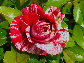 Close-up of red rose