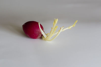 Close-up of flower over white background