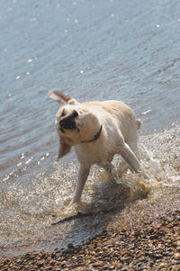 High angle view of dog at beach