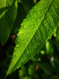 Close-up of wet plant leaves during rainy season