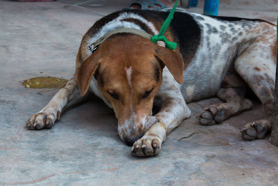 Close-up of dog sleeping