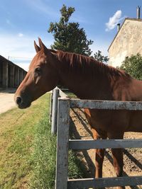 Horse in ranch