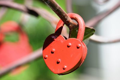 Close-up of padlocks on railing