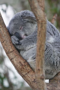 Close-up of lizard sleeping on tree