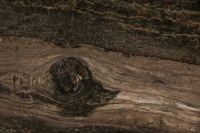 Full frame shot of tree trunk