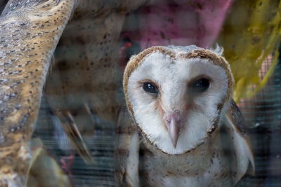 Close-up portrait of owl