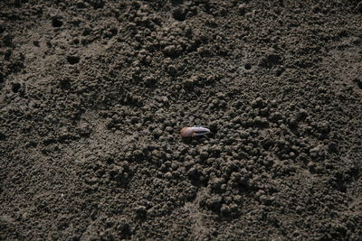 High angle view of crab claw on sandy field