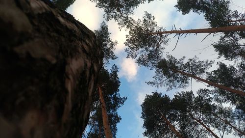 Low angle view of trees against sky