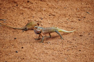 View of lizard on sand