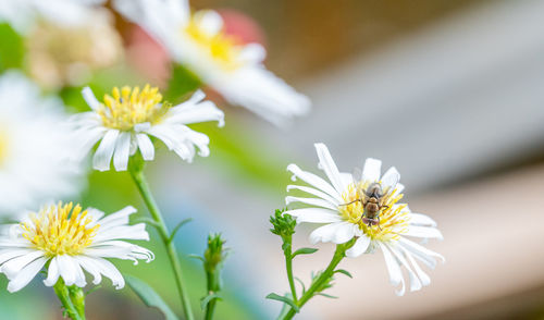 Close-up of insect on white daisy flower